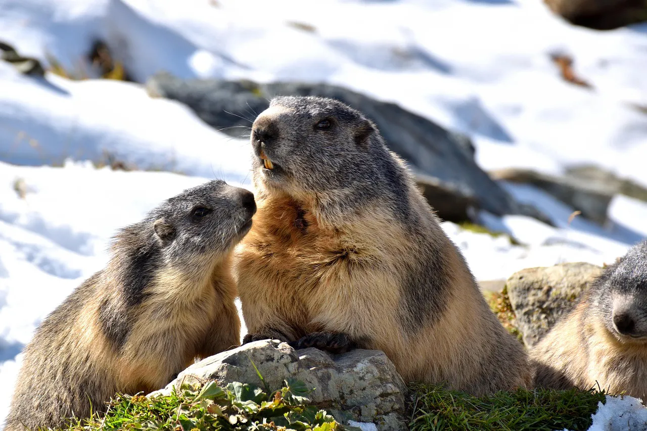Marmotas “pelean” en medio de la calle y detienen el tráfico